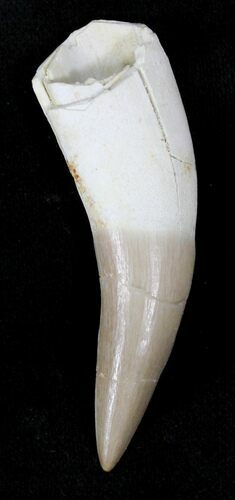 Fossil Plesiosaur Tooth - Partial Root #22650